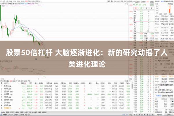 股票50倍杠杆 大脑逐渐进化：新的研究动摇了人类进化理论